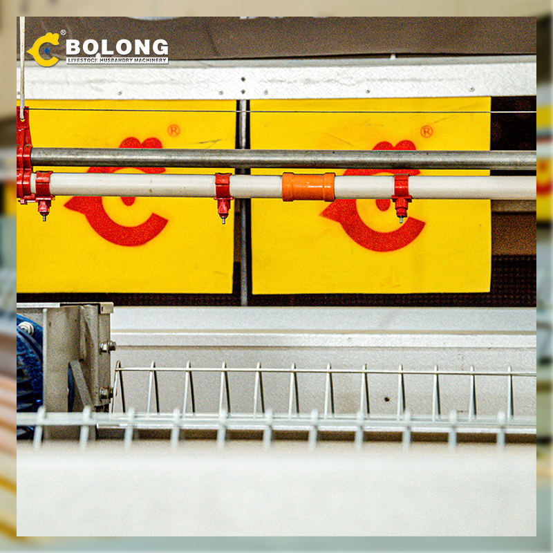consistent quality Automatic Egg Collector